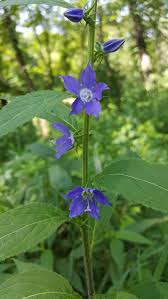 Image result for Campanula americana