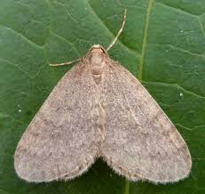 Attēlu rezultāti vaicājumam “Operophtera”