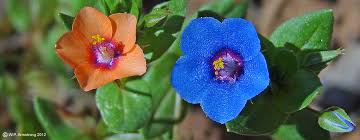 Attēlu rezultāti vaicājumam “Anagallis arvensis flower”