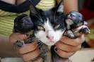 A Cat Delivers a Puppy   6 pics    Izismile