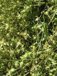 Attēlu rezultāti vaicājumam “Sagina procumbens flower”