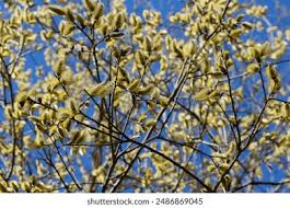 Attēlu rezultāti vaicājumam “Salix caprea”