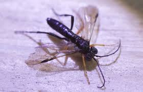 Attēlu rezultāti vaicājumam “Tenthredo mandibularis”