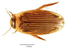 Attēlu rezultāti vaicājumam “Dytiscidae”