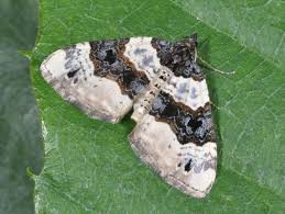 Attēlu rezultāti vaicājumam “Cosmorhoe ocellata”