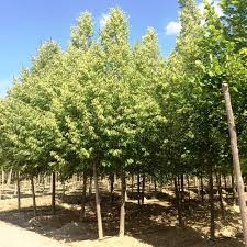 Attēlu rezultāti vaicājumam “Tilia”