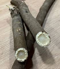 Image result for Schwarzwurzeln