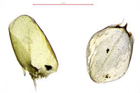Attēlu rezultāti vaicājumam “Calliergon trifarium”