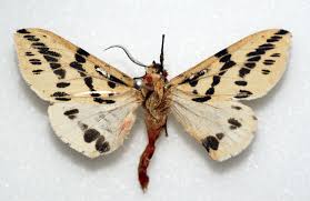 Attēlu rezultāti vaicājumam “Spilosoma sp.”