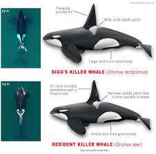 Image result for Orcinus orca