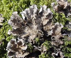 Attēlu rezultāti vaicājumam “Peltigera praetextata”