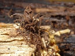 Attēlu rezultāti vaicājumam “Collaria arcyrionema stalked”