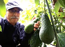 「アボカド大臣」の画像検索結果