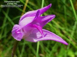 Attēlu rezultāti vaicājumam “Cephalanthera rubra bud”