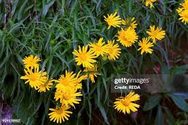 Image result for Buphthalmum salicifolium