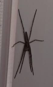 Attēlu rezultāti vaicājumam “Tibellus oblongus”