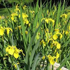 Attēlu rezultāti vaicājumam “Iris pseudacorus leaf”
