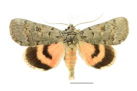 Attēlu rezultāti vaicājumam “Catocala pacta”