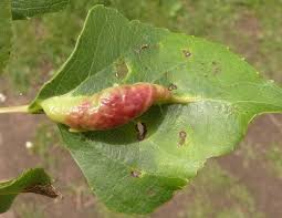 Attēlu rezultāti vaicājumam “Thecabius affinis nymph”