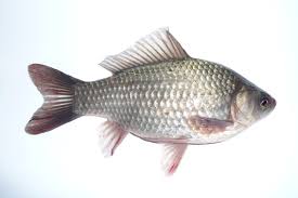 Attēlu rezultāti vaicājumam “Priobium carpini”