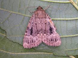 Attēlu rezultāti vaicājumam “Amphipyra”