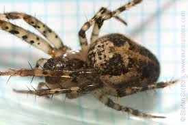 Attēlu rezultāti vaicājumam “Metellina merianae”