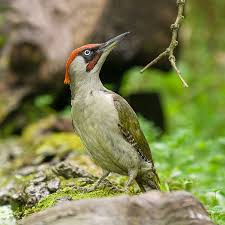 Attēlu rezultāti vaicājumam “Picus viridis nest”