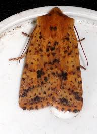 Attēlu rezultāti vaicājumam “Conistra rubiginea”