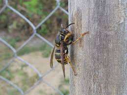 Attēlu rezultāti vaicājumam “Dolichovespula media”