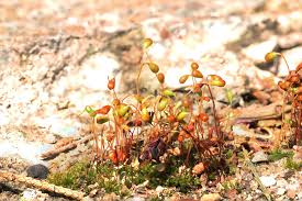 Attēlu rezultāti vaicājumam “Funaria hygrometrica sporophyte”