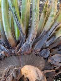 Attēlu rezultāti vaicājumam “Isoetaceae”