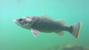 Image result for Anarhichas minor