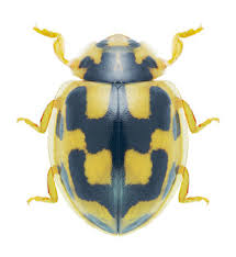 Attēlu rezultāti vaicājumam “Propylea quatuordecimpunctata”