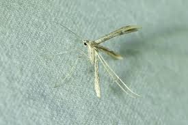 Attēlu rezultāti vaicājumam “Adaina microdactyla”