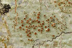 Attēlu rezultāti vaicājumam “Lecanora argentata”