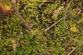 Attēlu rezultāti vaicājumam “Cladopodiella francisci”