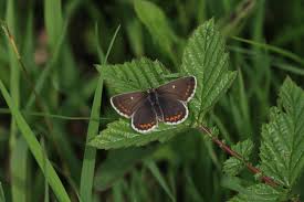 Attēlu rezultāti vaicājumam “Aricia artaxerxes”