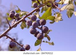 Attēlu rezultāti vaicājumam “Prunus spinosa fruit”