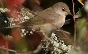 Attēlu rezultāti vaicājumam “Sylvia borin”