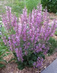 Image result for Salvia pratensis `Rose Rhapsody