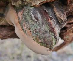 Attēlu rezultāti vaicājumam “Phellinus ferruginosus”