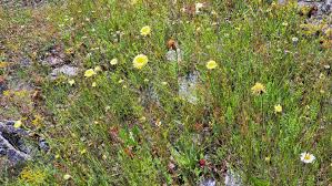 Attēlu rezultāti vaicājumam “Hypochaeris maculata flower”