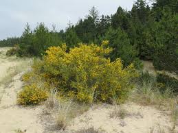 Image result for Cytisus scoparius