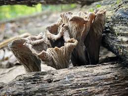 Attēlu rezultāti vaicājumam “Craterium minutum cf. var. brunneum stalked”