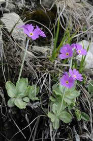 Attēlu rezultāti vaicājumam “Primula farinosa fruit”