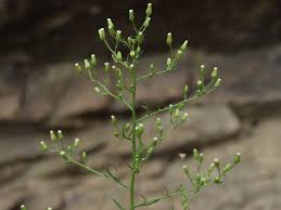 Attēlu rezultāti vaicājumam “Erigeron canadensis”