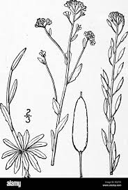 Attēlu rezultāti vaicājumam “Draba nemorosa fruit”