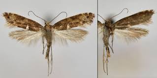 Attēlu rezultāti vaicājumam “Acrolepiopsis assectella”