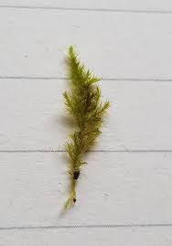 Attēlu rezultāti vaicājumam “Campylium protensum”