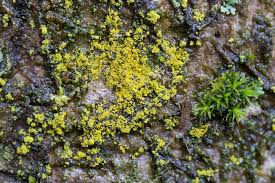 Attēlu rezultāti vaicājumam “Chrysothrix candelaris”